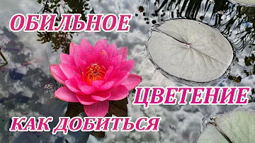 Нимфея.Что надо знать для обильного цветения.Правильная посадка и уход.Описание сорта 