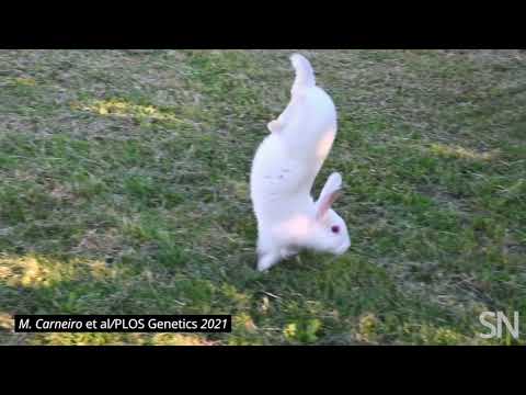 Watch a rabbit do a handstand | Science News