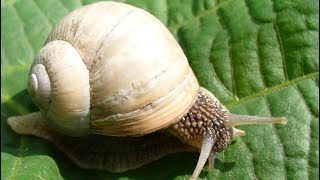 Neri Postona Diqka Bre Mi Largu Krymyllat Nga Bashqja Se Na Qunë Dom Bashqen