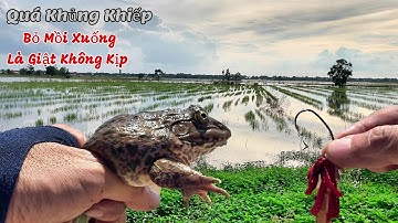 Câu Ếch Đồng Về Vùng Biên Giới Nơi Nước Lũ Tràn Đồng Giật Ếch Ú Nu Móc Mồi Này Không Kịp Với Nó