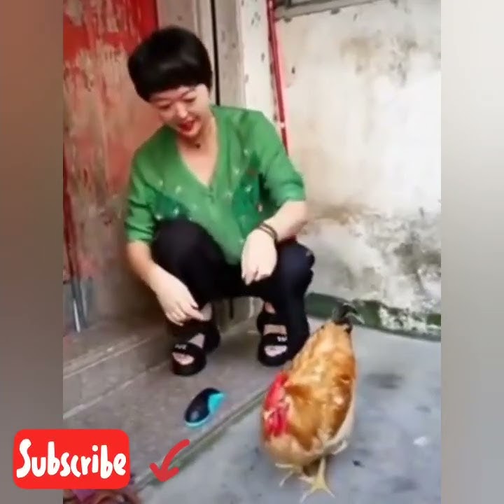 el gallo muy buen actor #shorts #youtube #tiktok #viral