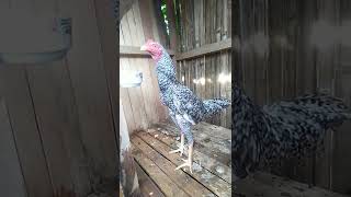 Oriental Fowl | Burma X Plucker 5months old. My future breeding material