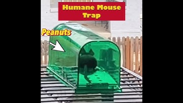 How to use Humane Mouse Trap. #mousetrap #animal #humane #shorts