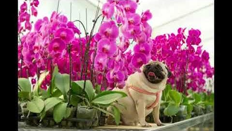 Giới Thiệu về HTX Đan Hoài- Floravietnam