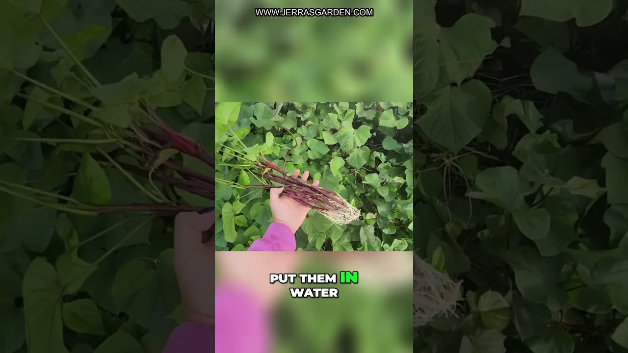 Harvesting Joy: Sweet Potatoes & Fall Tomatoes