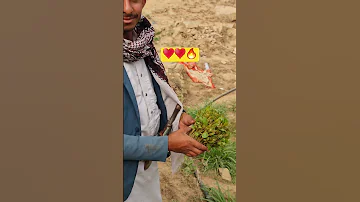 جمالك غير عبد الله ال فروان 