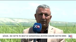 Şêxan.. Du Hefte Ye Dest Bi Sergeryana Zeviyên Genimê Hatiye Kirin