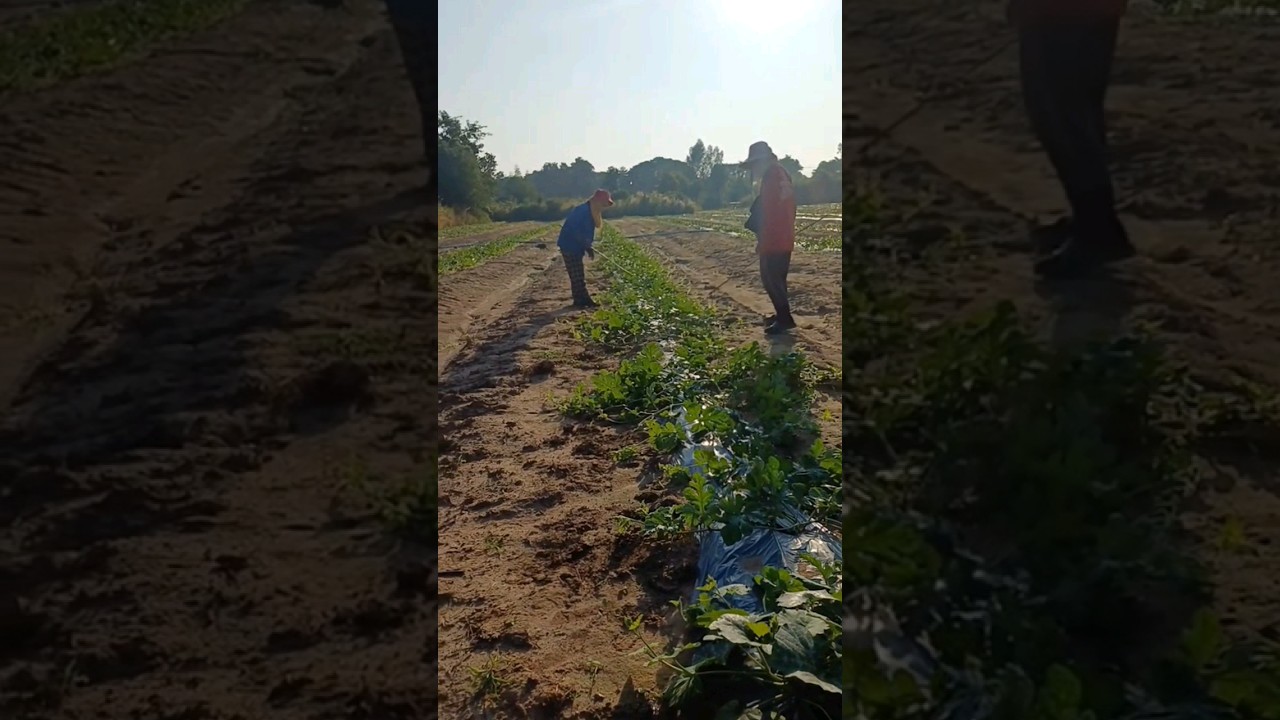 Раскладывание плетей 🍉🌱💦