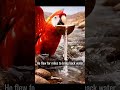 A Small Bird, A Big Mission! 🦜✨🌍"#shorts #shortsfeed