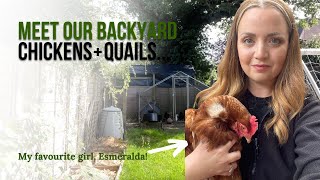 MEET OUR BACKYARD ANIMALS UK edition | Chickens, Quails, Rabbits... by Gemma Louise Wallis 204 views 9 months ago 11 minutes, 22 seconds