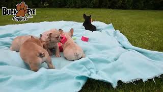 Darling French Bulldog Puppies