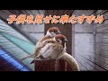 子供を見せに来たすずめ 何故か懐いた不思議なスズメ ピンピン#14 Handicapped sparrow showed me his (her) baby. 雀 かわいい とあるスズメの一生