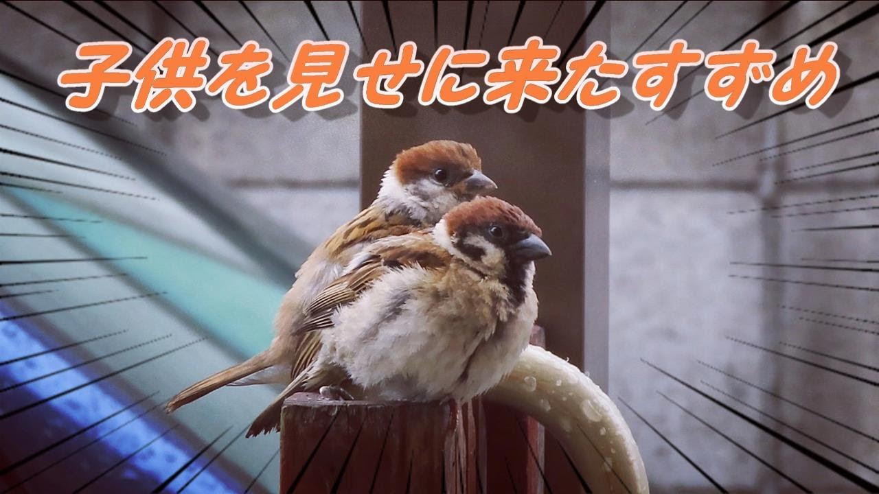 子供を見せに来たすずめ 何故か懐いた不思議なスズメ ピンピン 14 Handicapped Sparrow Showed Me His Her Baby 雀 かわいい とあるスズメの一生 Youtube
