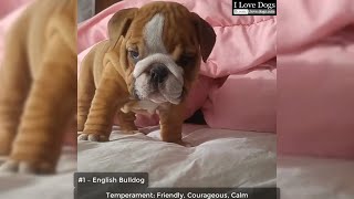 Top 10 Dog Breeds That Have The Cutest Puppies Ever 💖💘🐶 by I Love Dogs 348 views 4 years ago 3 minutes, 21 seconds
