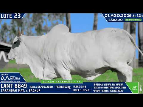 LOTE 23   CAMT 8849