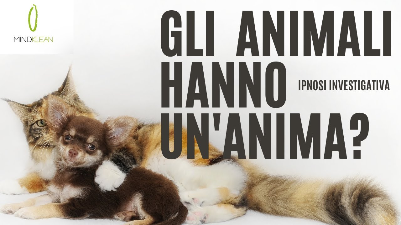 Gli animali hanno un'anima? - YouTube