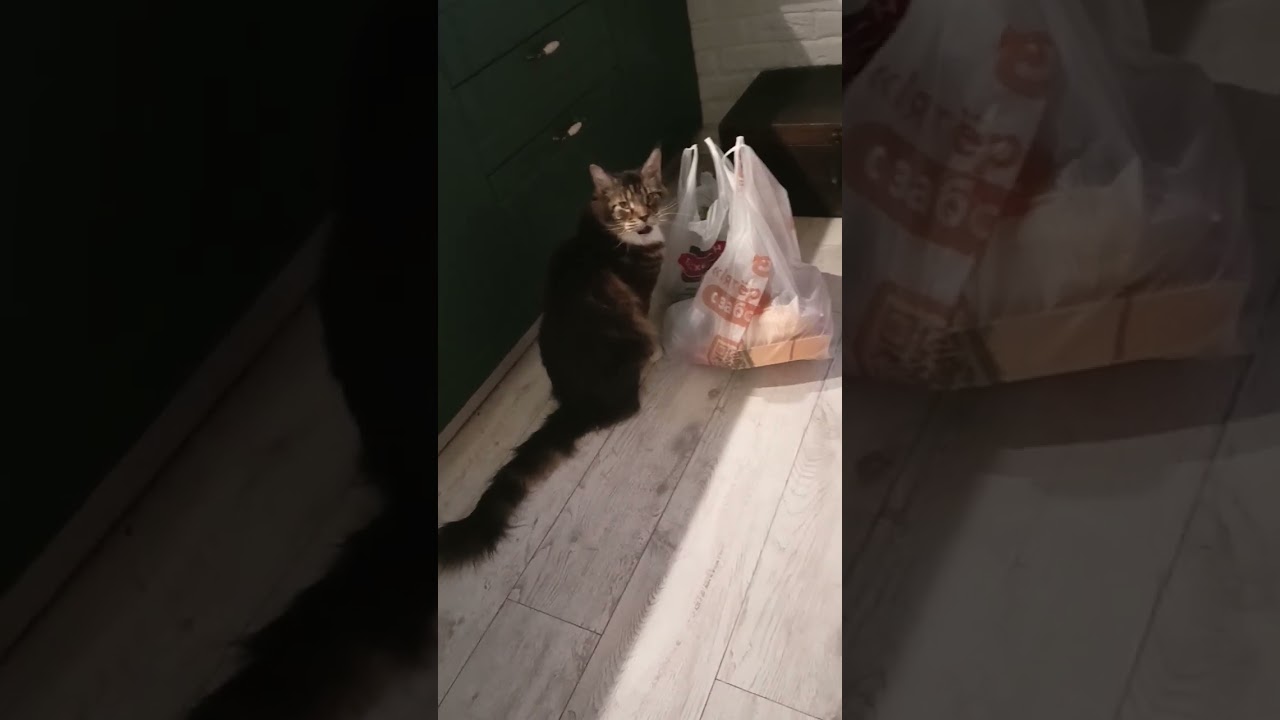 Сколько Раз в День Кормить Кота🐯🏡🐔 