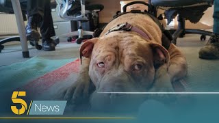XL Bully dogs become illegal in Scotland: Dog shelters receive an influx of calls to take in breed