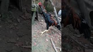 Galo De Raça Japonês