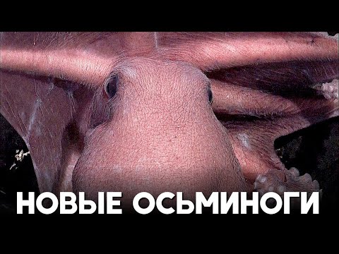 Четыре новых вида осьминогов нашли у подводных тёплых источников у Коста-Рики