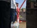 Tiny Monkey Builds Huge Crane!