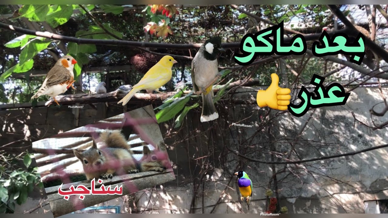 أسهل الطرق لزراعة الاسطح 🌱