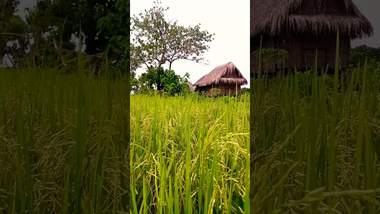 Typical rice field view🌾