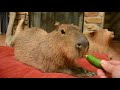 Capybara eats a banana, cucumber and corn husk.