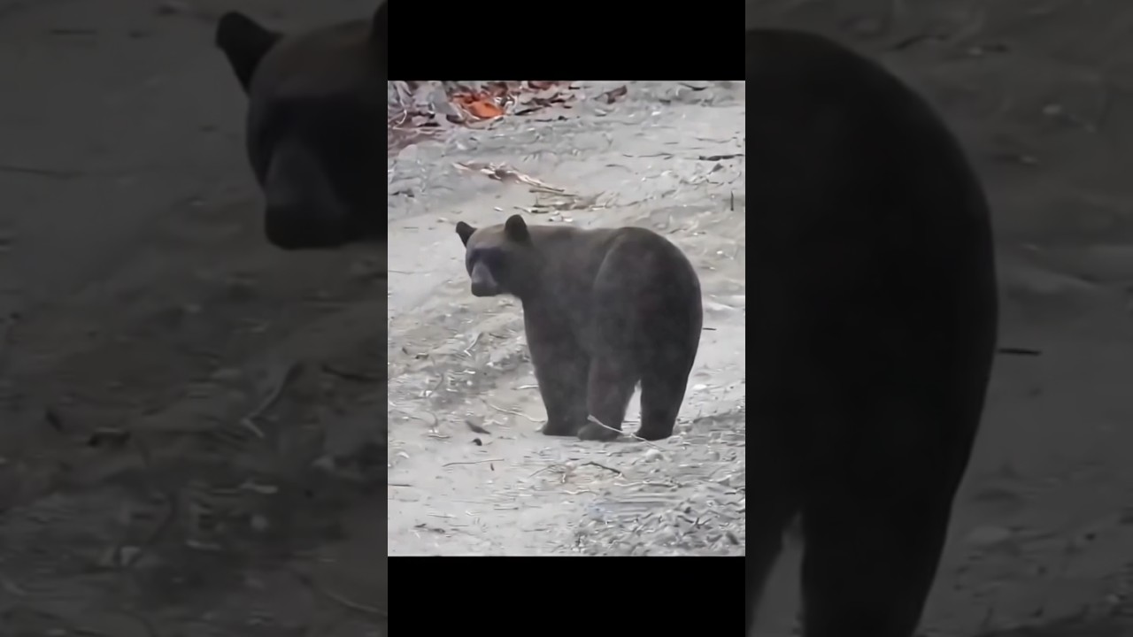 Бар Алекса Сумасшедший Охотничий Кадр