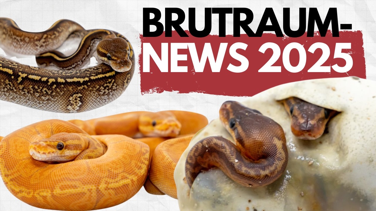 ⭐ Brutraum News 2025: Flops, Highlights & seltene Königspythons