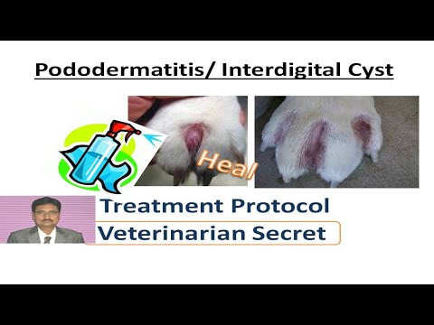 Pododermatitis | interdigital cyst treatment protocols