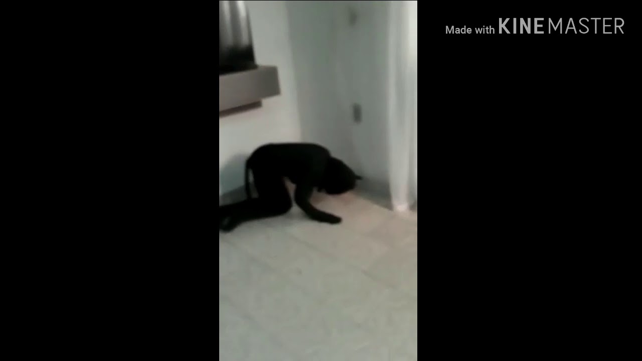 Gato preto cruzou a estrada-Fátima Santos do Vassoural - YouTube