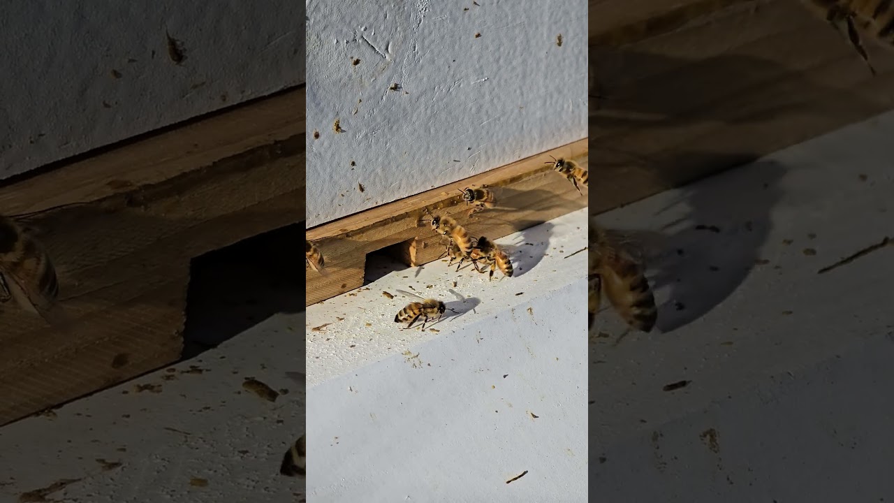 Early season pollen collection.        