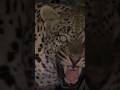 Nature’s most amazing scene 🌍 Watch now!#shorts