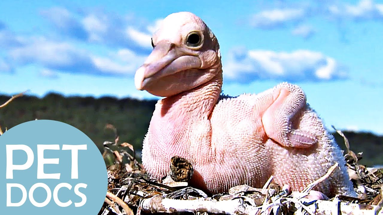 The Birth of a Pelican Chick | My Animal Friends | Pet Docs