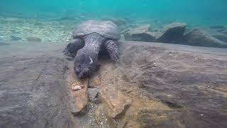 Crayfish vs Snapping Turtle