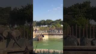 Zoo Elephant Loses Footing and Falls Down in Water