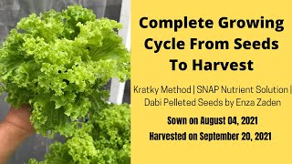 The Complete Cycle of Growing Lettuce in Low-Land Using Hydroponics Kratky Method | Señor Plantito