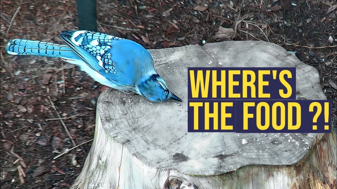 Where’s the Food?! Rusty & Indy Demand Breakfast at Stumpaloo