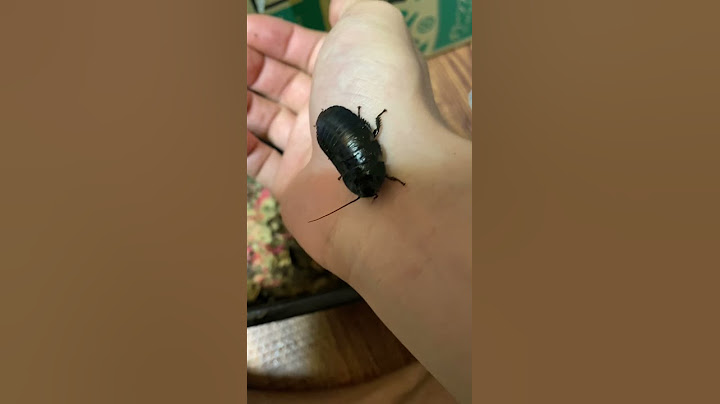 A cockroach bites me #shorts #short