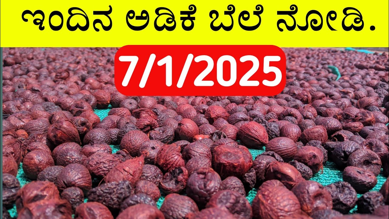 Today arecanut price |today chali price |Today adike rate |Today adike ...