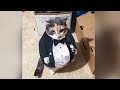 Dogs 🐶 And Cats 😻 Videos Doing Funny Things - 😹 Cutest Pets From Tik Tok