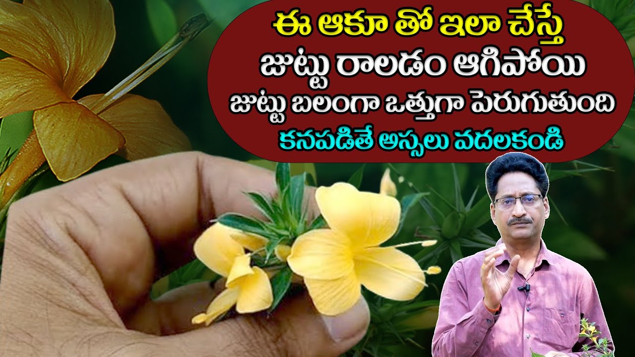 ఈ మొక్క కనపడితే అస్సలు వదలకండి | Benefits Of Mulla Gorintha Plant | @ManamTv Ayurvedam