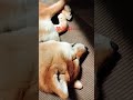 夢の中へ#柴犬の日常 #柴犬 #夢の中