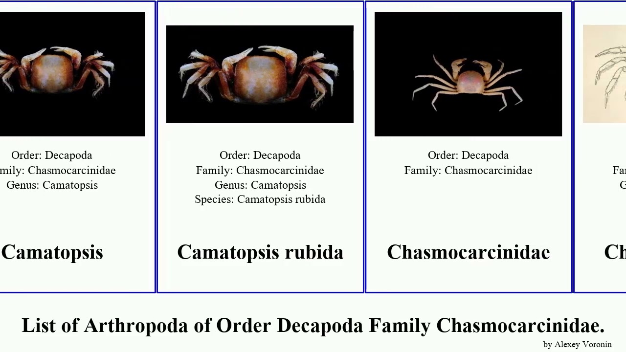 List of Arthropoda of Order Decapoda Family Chasmocarcinidae. chasmocarcinus kanaka latipes Jesse
