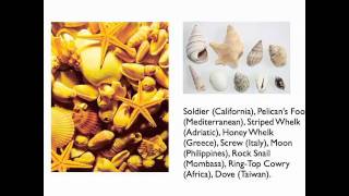 The Geometry and Pigmentation of Sea Shells: Part 1 of 4