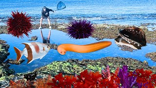Collecting Clean Up Crew CUC and Catching AQUARIUM fish #tidepooling #catchingaquariumfish