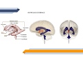 Anatomía de cerebro