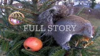Squirrel stealing apples