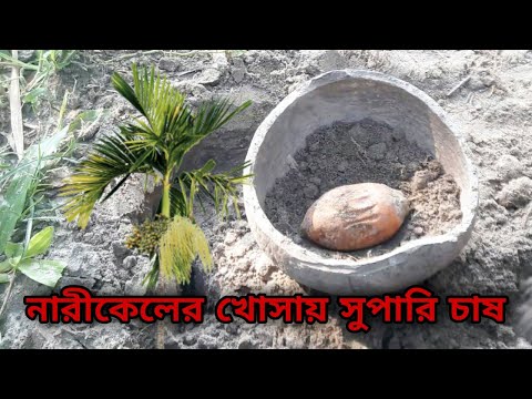 ভিডিও: বীজ থেকে হিউচেরা বৃদ্ধি (20 টি ছবি): বাড়িতে বীজ দ্বারা হিউচেরা প্রজনন, চারা রোপণ এবং আরও যত্ন